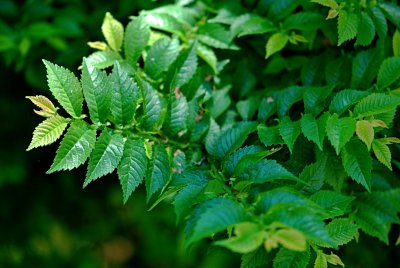 Ulmus elegantissima 'Jacqueline Hillier' (U. glabra × U. minor var. Plotii) - jilm jemný - listy - líc